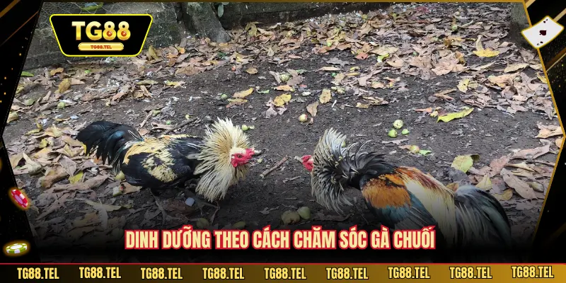 Cách Chăm Sóc Gà Chuối - Cách TG88 Khiến Gà Sung Mãn Nhất 2 Dinh dưỡng theo cách chăm sóc gà chuối
